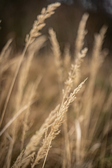 Free Grasses Meadow photo and picture