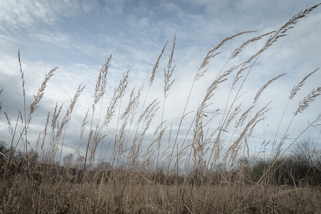 Free Grasses Meadow photo and picture