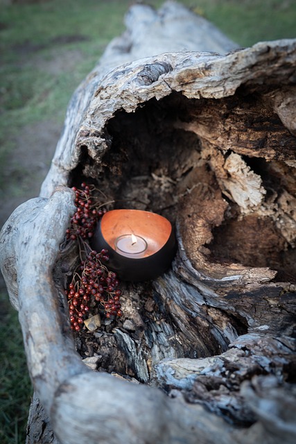 Free Candle Tree Trunk photo and picture