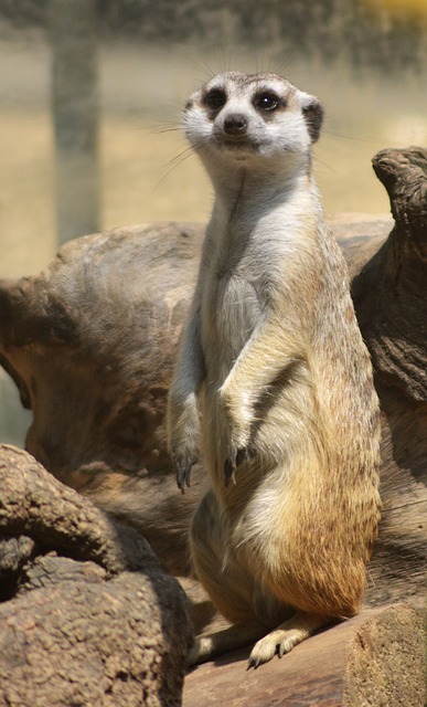 Erdmännchen, Mungo, Tier, Säugetier