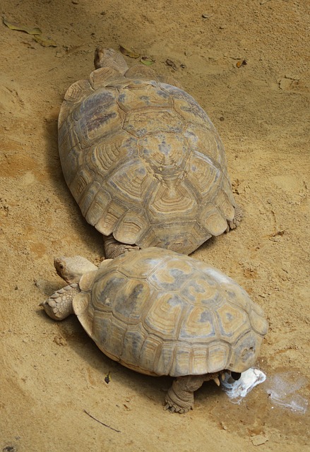 Schildkröte, Reptil, Schildkröten, Tier