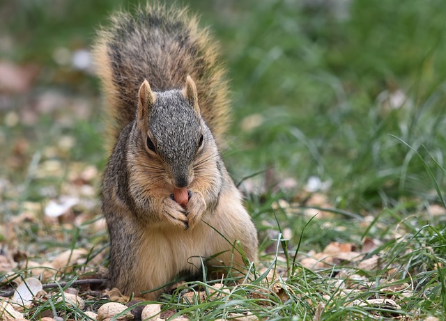 Free Squirrel Nature Wallpaper photo and picture