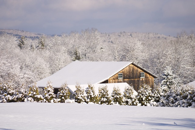 Free Winter Trees photo and picture