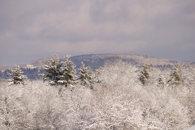 Free Winter Trees photo and picture