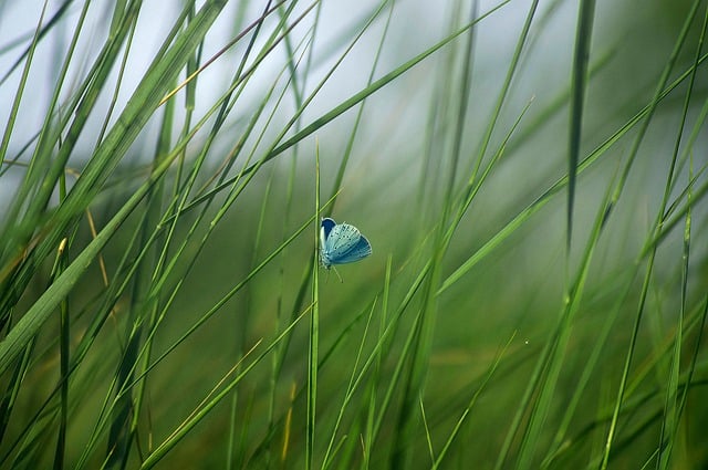 Free Butterfly Insect photo and picture