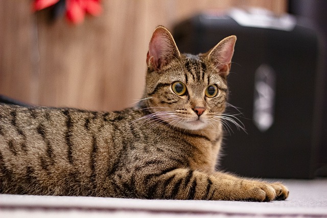 Free Cat Tabby photo and picture