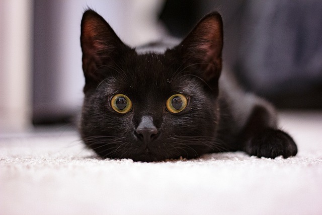 Free Cat Pet photo and picture