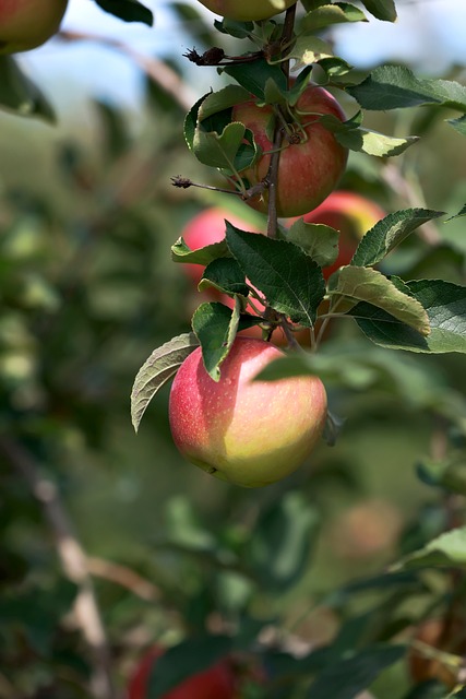 Free Apples Fruits photo and picture