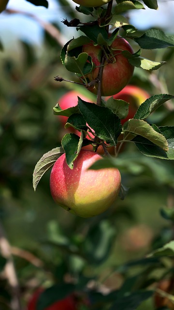 Free Apples Fruits photo and picture