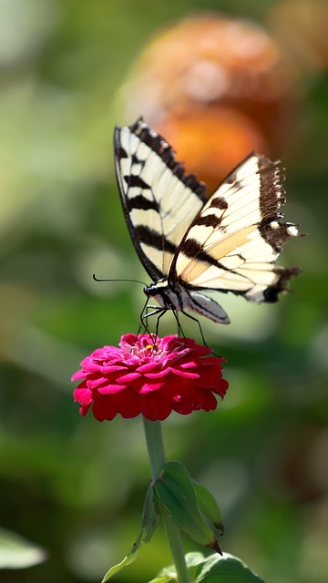Free Flower Butterfly photo and picture