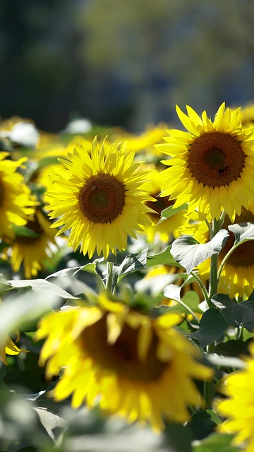 Free Flowers Plants photo and picture