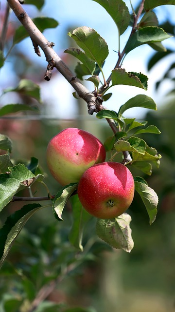 Free Fruits Nature photo and picture