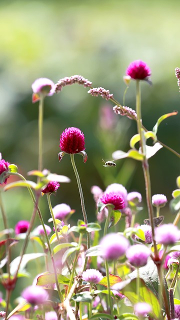 Free 꽃 자연 photo and picture