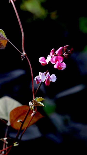 Free 꽃 자연 photo and picture