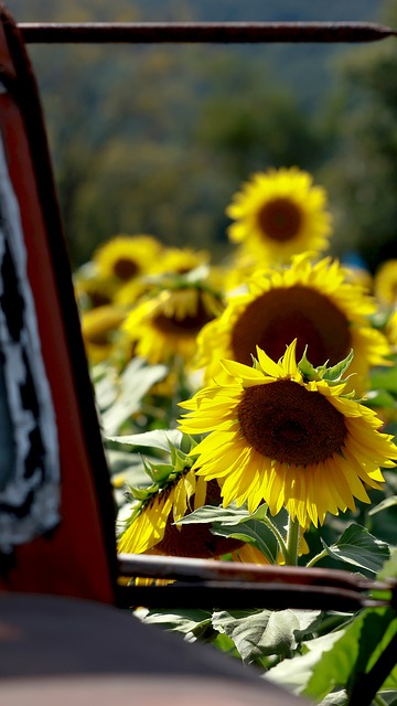 Free Sunflower Autumn photo and picture