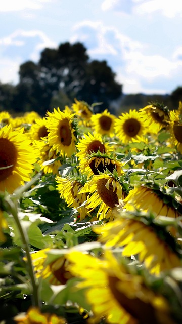 Free Sunflower Flowers photo and picture