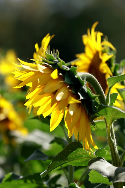 Free Sunflower Flowers photo and picture