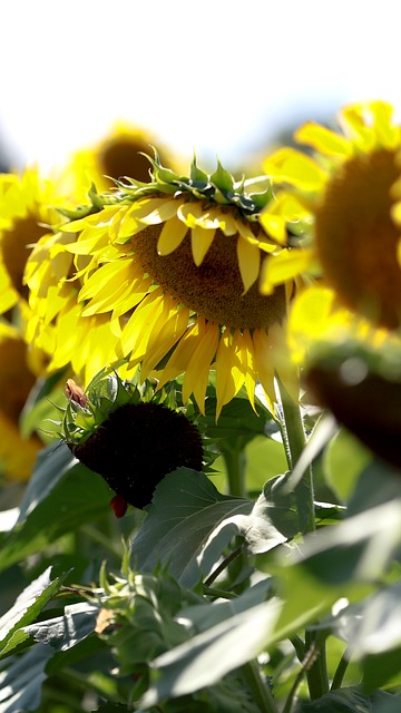 Free Sunflower Flowers photo and picture