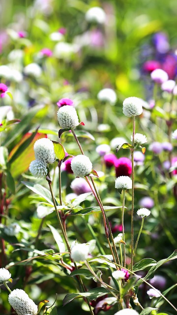 Free Wildflowers Nature photo and picture