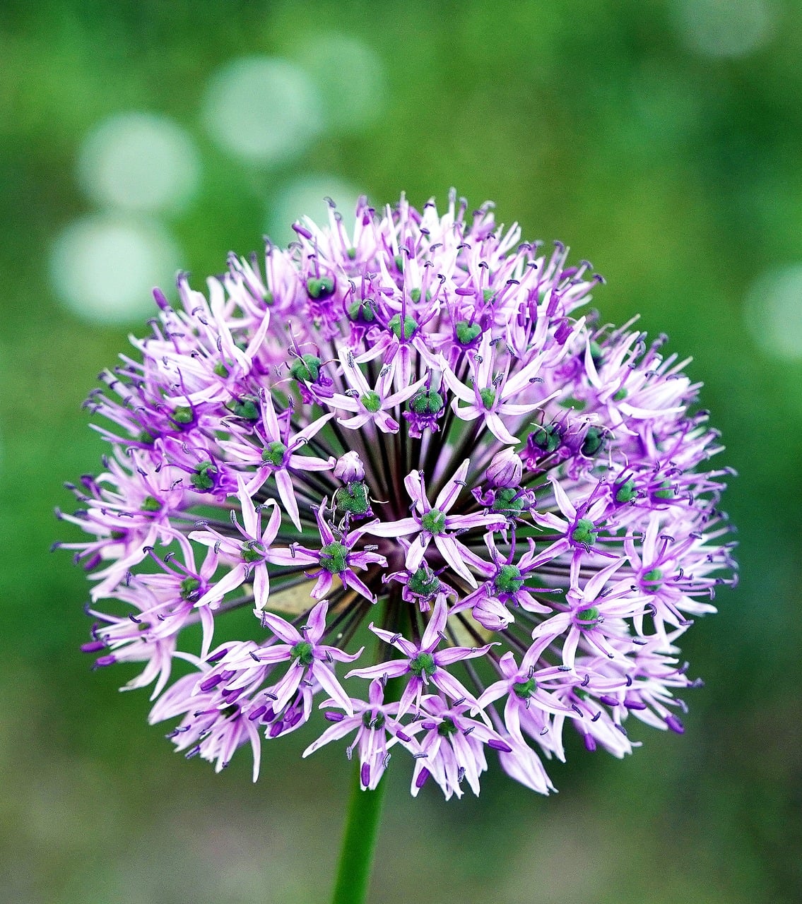 ornamental-onion-10084213_1280.jpg