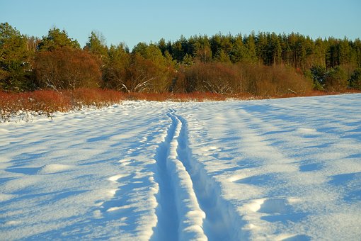Free Forest Field photo and picture