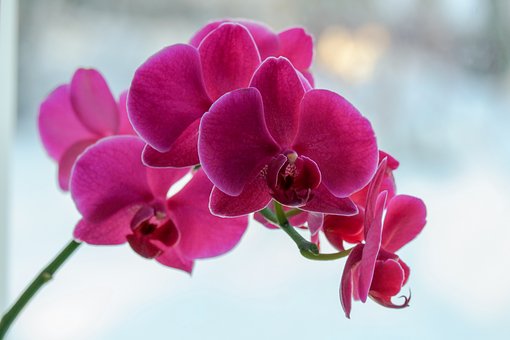 Free Window Winter photo and picture
