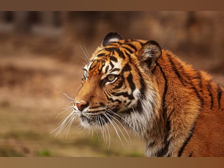 Free Tiger Wilderness photo and picture