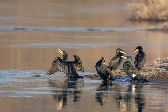 Kormoran, Vögel, Natur, Winter, Fluss
