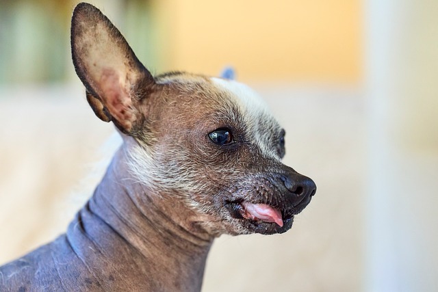 Dog Chinese Crested Pet - Free photo on Pixabay