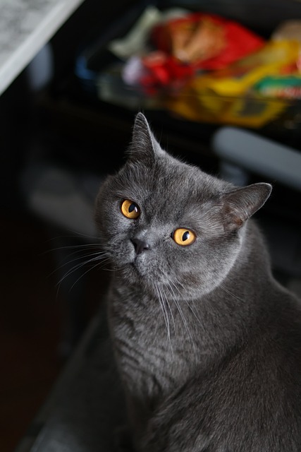 Gato, Animal, Linda, Peludo, Velloso