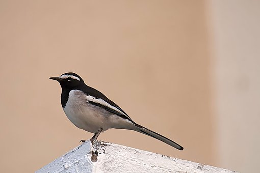 Free Bird Eyes photo and picture