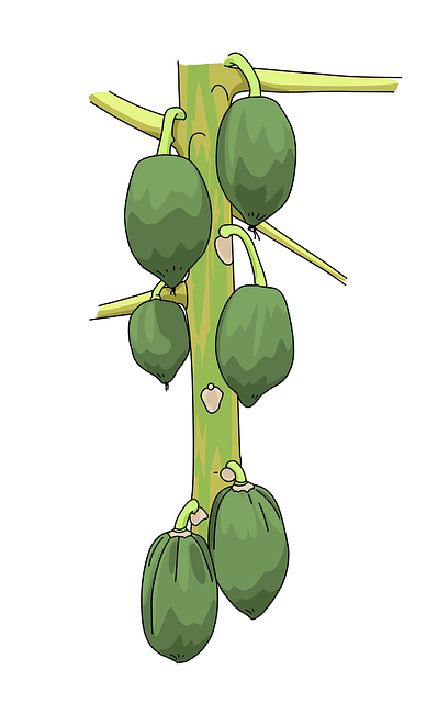 Free papaya fruit green vector
