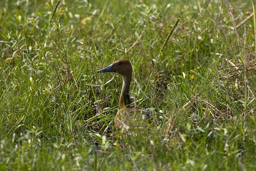 Free Duck Wildlife photo and picture
