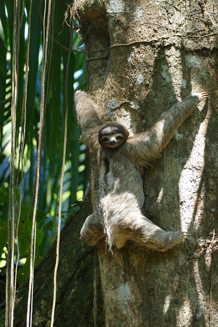Free Sloth Nature photo and picture