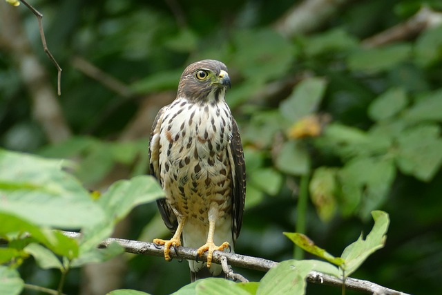 Free Raptor Hawk photo and picture