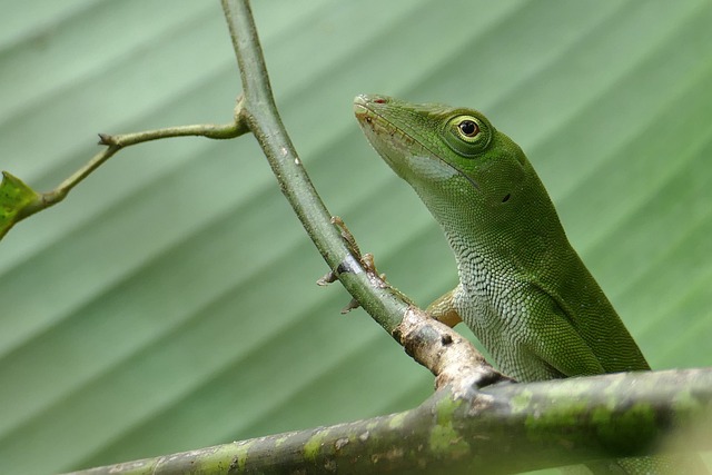 Free Lizard Reptiles photo and picture