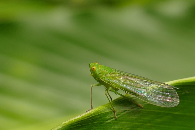 Free Cicada Insect photo and picture