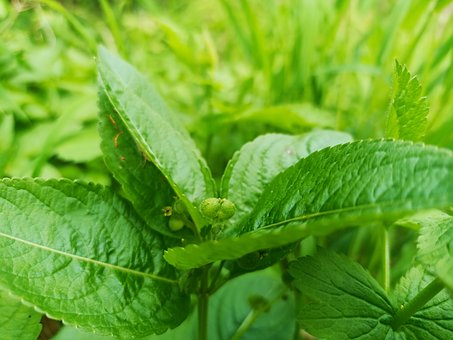 Free Annual Dog'S Mercury Wild Herbs photo and picture
