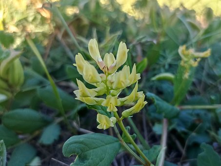 Free Bear Pod Blooms photo and picture