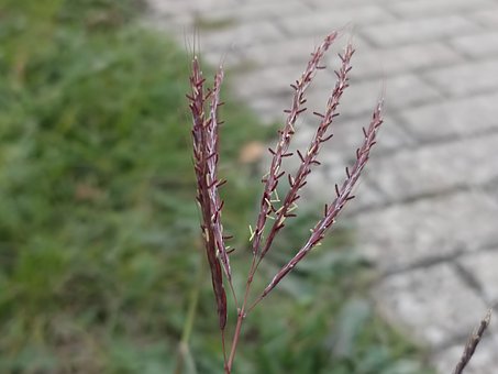 Free Beard Grass Grass photo and picture