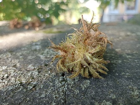 Free Hazel Tree Fall photo and picture