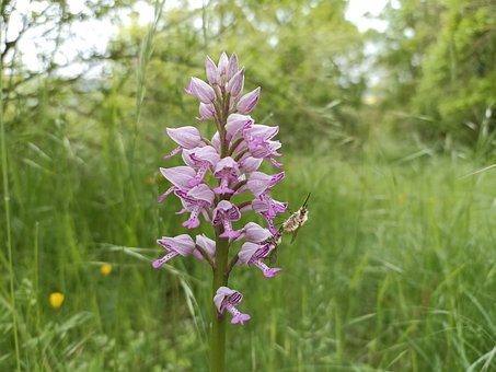 Free Helmet Orchid Orchid photo and picture