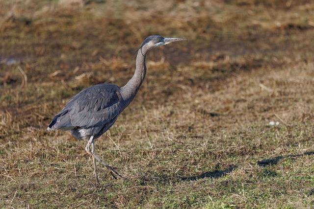 Free Heron Marsh photo and picture