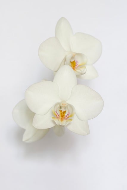 Free Flower Orchid photo and picture