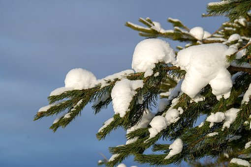 Free Branch Pine photo and picture