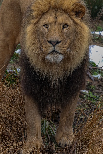 Free Lion Nature photo and picture