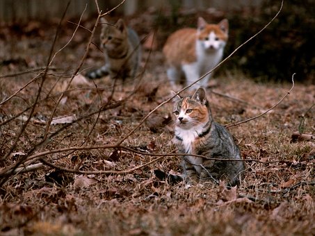 Kätzchen, Katze, Tier, Katzen, Niedlich