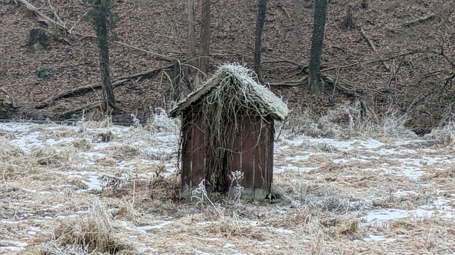 Free Hut Forest photo and picture