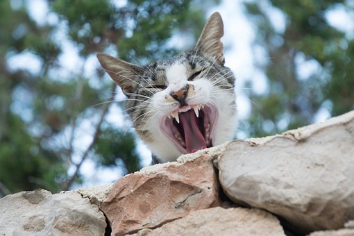 Free Cat Yawning photo and picture