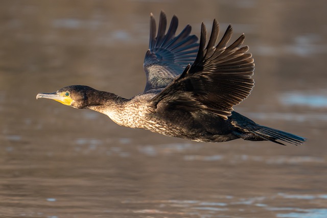 Kormoran, Fliegen, Winter, Vogel, Tier
